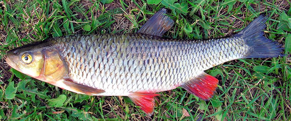 Squalius cephalus_09.jpg